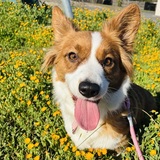 Entry image for Daisy 
