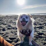 Entry image for Bonny @ Shell Beach Bodega Bay