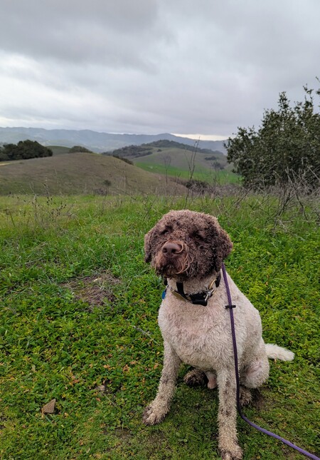 Entry image for Bruno at Helen Putnam Regional Park. Clicking this image will show a larger photo