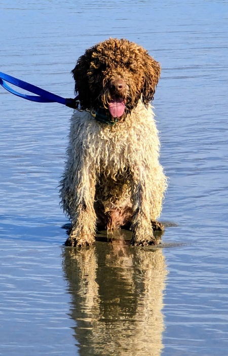 Entry image for Bruno on the beach at Doran Regional Park. Clicking this image will show a larger photo