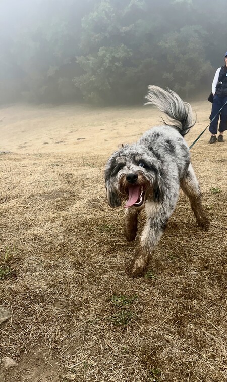 Entry image for Timber. Clicking this image will show a larger photo
