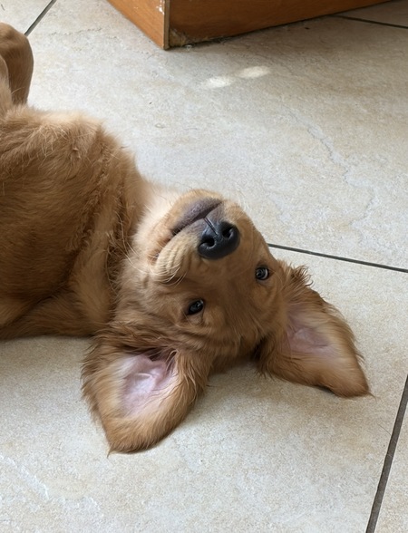 Entry image for Baxter. Clicking this image will show a larger photo