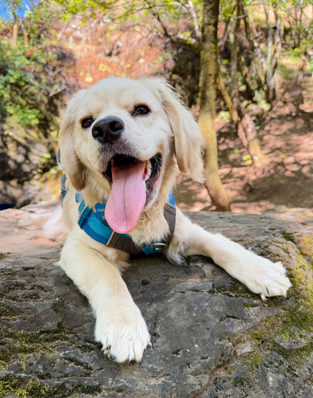 Entry image for Finn . Clicking this image will show a larger photo