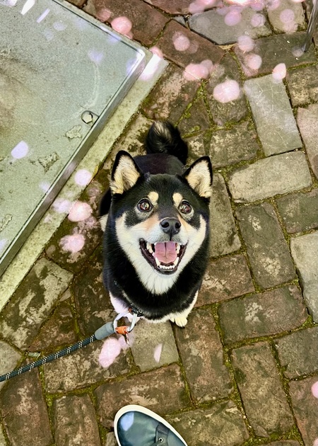 Entry image for Kuma. Clicking this image will show a larger photo