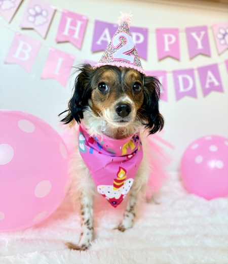 Entry image for Poppy. Clicking this image will show a larger photo