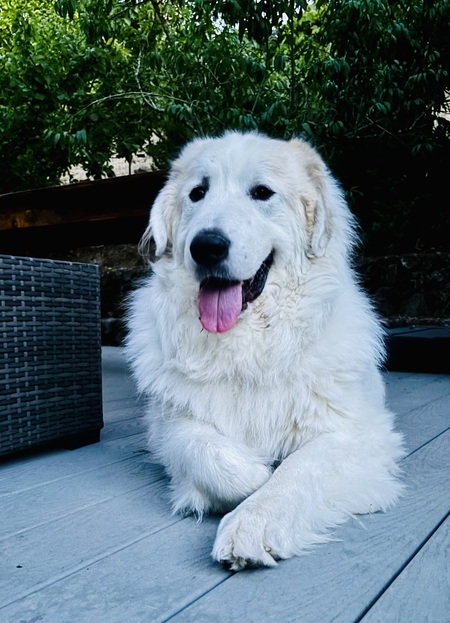 Entry image for Pretzel. Clicking this image will show a larger photo