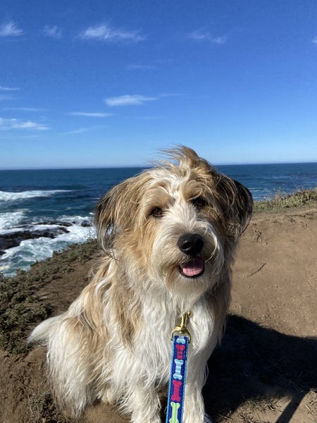 Entry image for Tibby. Clicking this image will show a larger photo