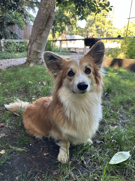 Entry image for Hazel. Clicking this image will show a larger photo