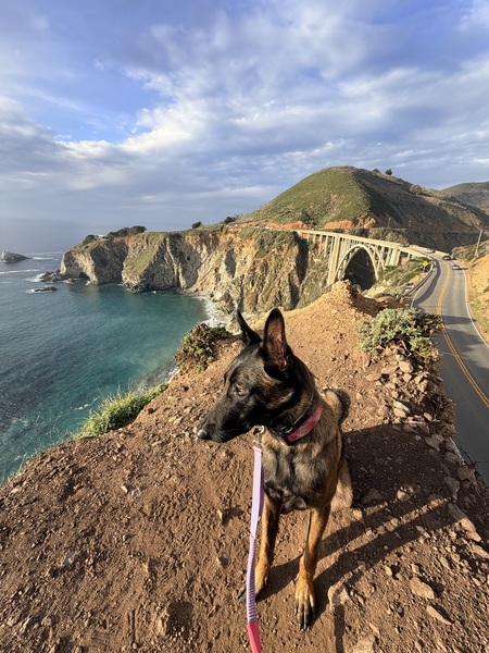 Entry image for Bella . Clicking this image will show a larger photo