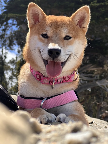 Entry image for Mochi. Clicking this image will show a larger photo
