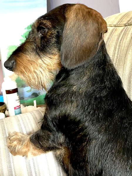 Entry image for Oliver . Clicking this image will show a larger photo