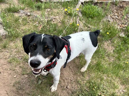 Entry image for Buster. Clicking this image will show a larger photo