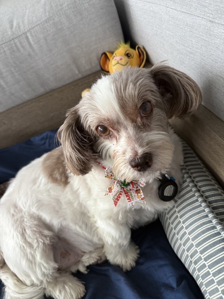 Entry image for Macie. Clicking this image will show a larger photo
