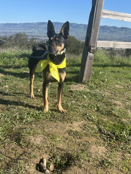 Entry image for Milo. Clicking this image will show a larger photo