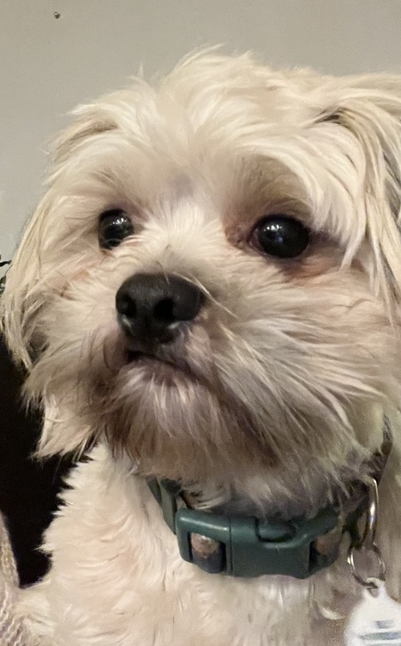 Entry image for Billy. Clicking this image will show a larger photo