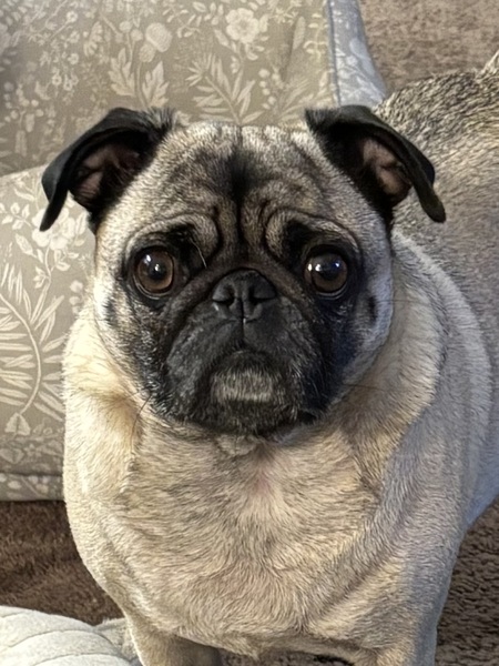 Entry image for Monty. Clicking this image will show a larger photo