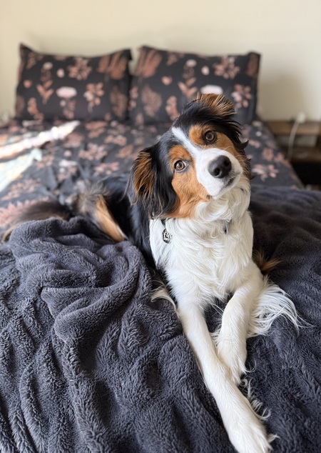 Entry image for Benny . Clicking this image will show a larger photo