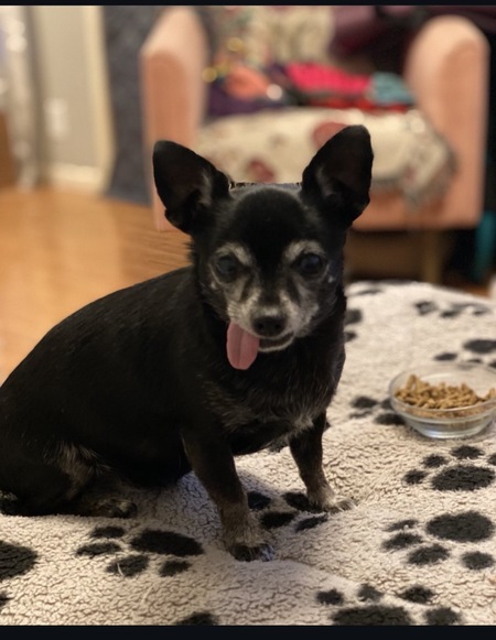 Entry image for Gidget . Clicking this image will show a larger photo