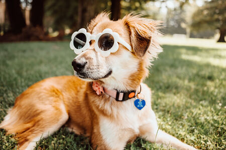 Entry image for Penny . Clicking this image will show a larger photo
