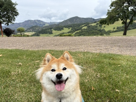 Entry image for Mochi. Clicking this image will show a larger photo