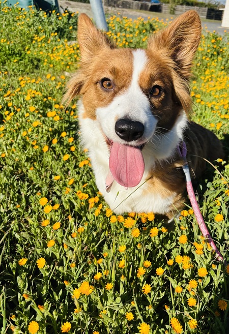 Entry image for Daisy . Clicking this image will show a larger photo