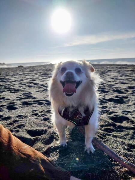 Entry image for Bonny @ Shell Beach Bodega Bay. Clicking this image will show a larger photo