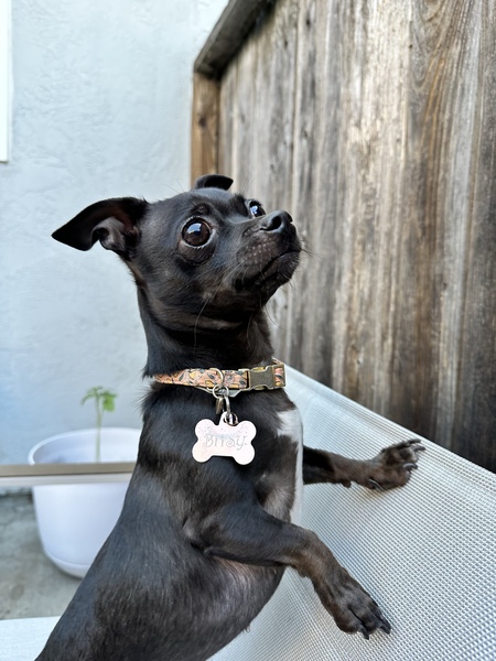 Entry image for Bitsy Ramirez Gonzalez Escobar III. Clicking this image will show a larger photo