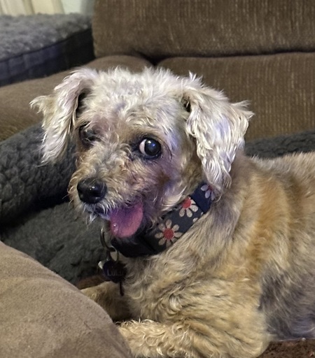 Entry image for LuLu. Clicking this image will show a larger photo