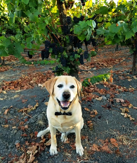 Entry image for Titus. Clicking this image will show a larger photo