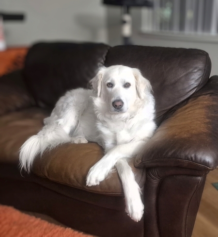 Entry image for Hazel. Clicking this image will show a larger photo