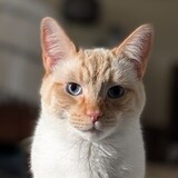 Entry image for Beignet 