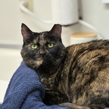 Entry image for Mabel