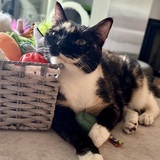 Entry image for Pebbles
