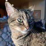 Entry image for Lily