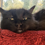 Entry image for Carlos