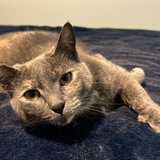 Entry image for Lexi