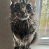Entry image for Mr. Felipe Kitty Soft Paws