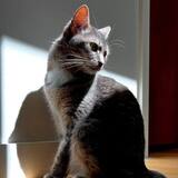 Entry image for Mittens