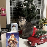 Entry image for Missy