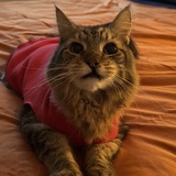 Entry image for Sir Brynjolf Snaggletooth III