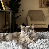 Entry image for Nala