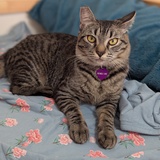 Entry image for Penelope