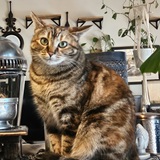 Entry image for Mimi