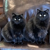 Entry image for Nala & Bagheera