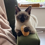 Entry image for Gimlet Olivia 