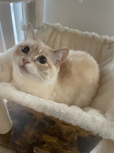 Entry image for Pearl. Clicking this image will show a larger photo