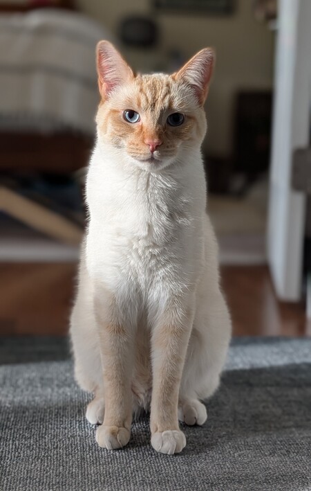 Entry image for Beignet . Clicking this image will show a larger photo