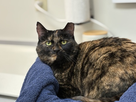 Entry image for Mabel. Clicking this image will show a larger photo
