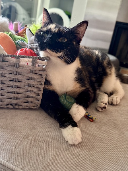 Entry image for Pebbles. Clicking this image will show a larger photo