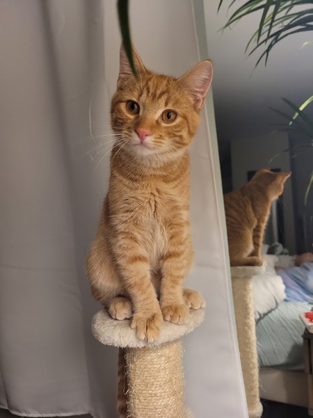 Entry image for Winston. Clicking this image will show a larger photo